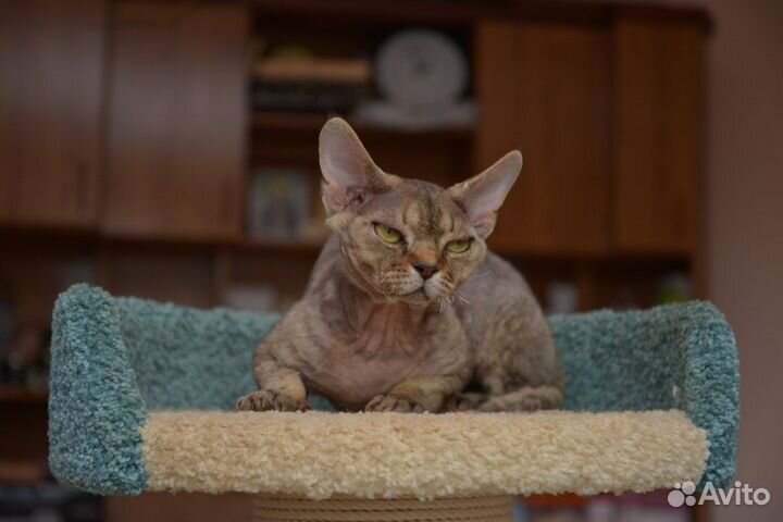 Девон-рекс вязка