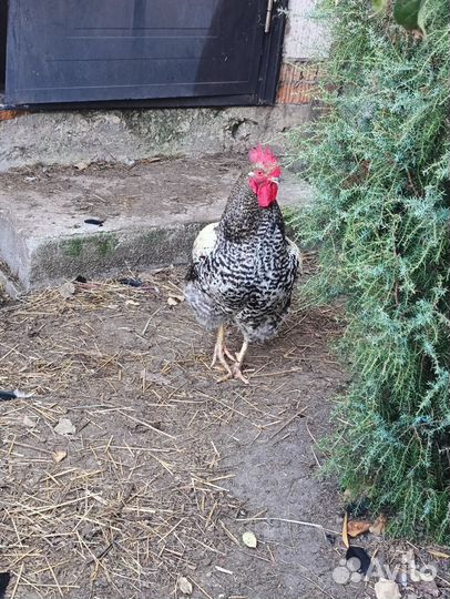 Продам Питуха