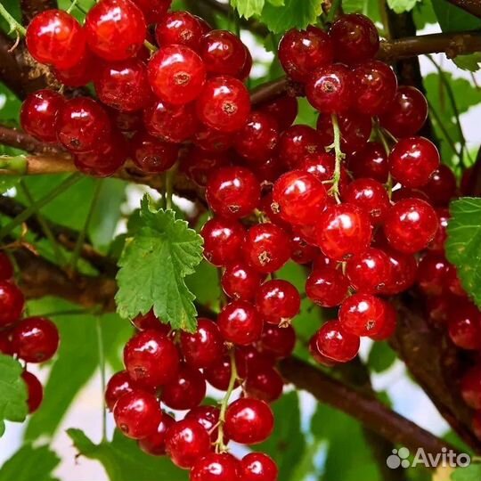 Продам плодовые кустарники
