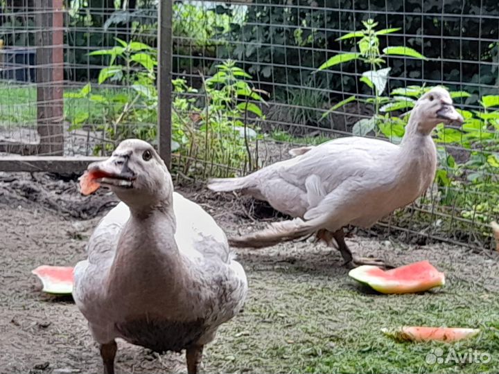 Мускусные утки немецкая тяжелая линия