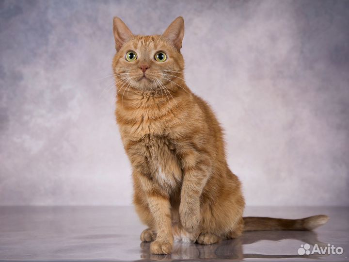 Рыжая кошка Броша
