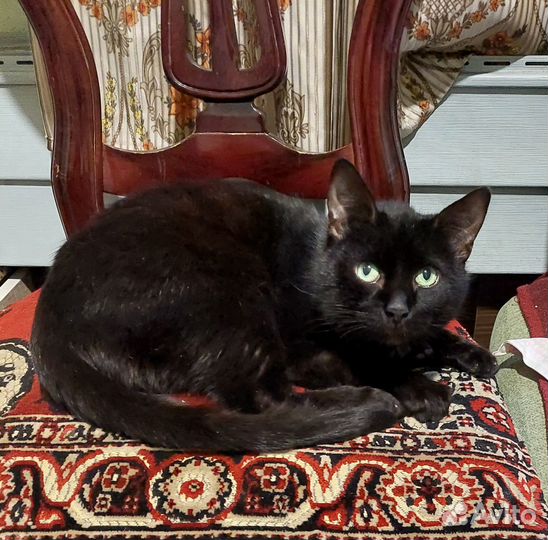Чёрный трогательный Котя