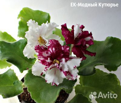 Детки сортовых фиалок 1