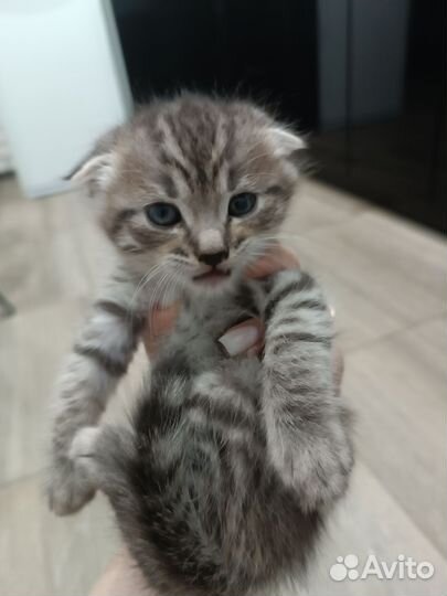 Котята