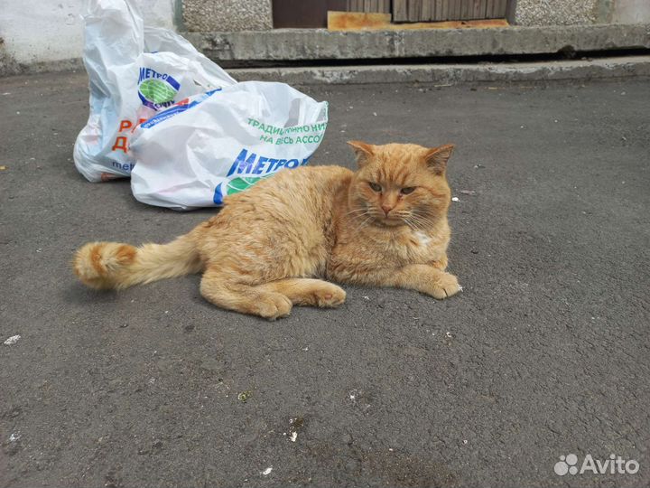 Кошка в дар