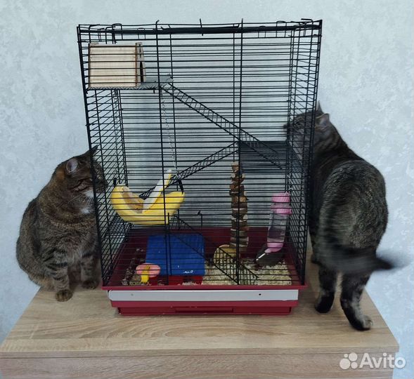 Передержка