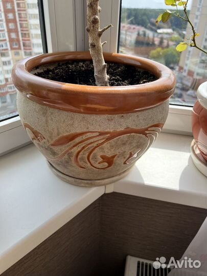 Фикус и драцена с горшком