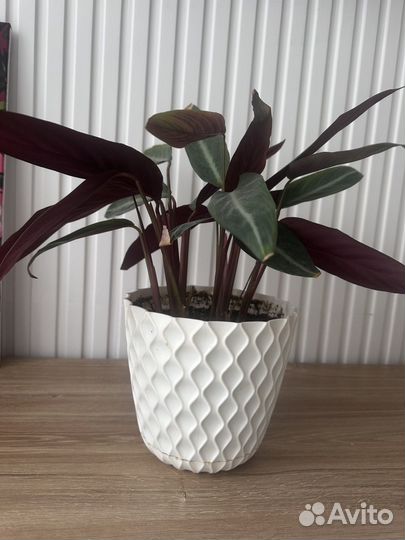 Комнатное растение бесплатно