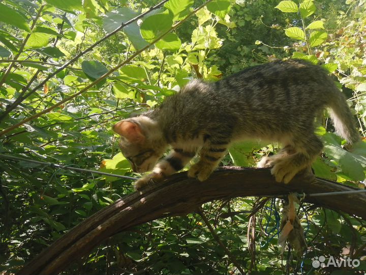 Коты в добрые руки с доставкой