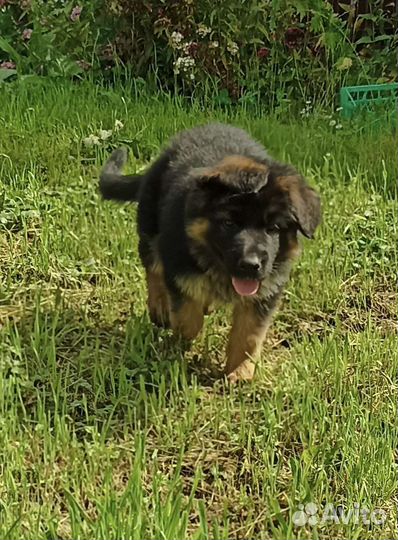 Девочки немцы длинношерстные