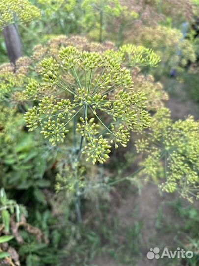 Семена укропа