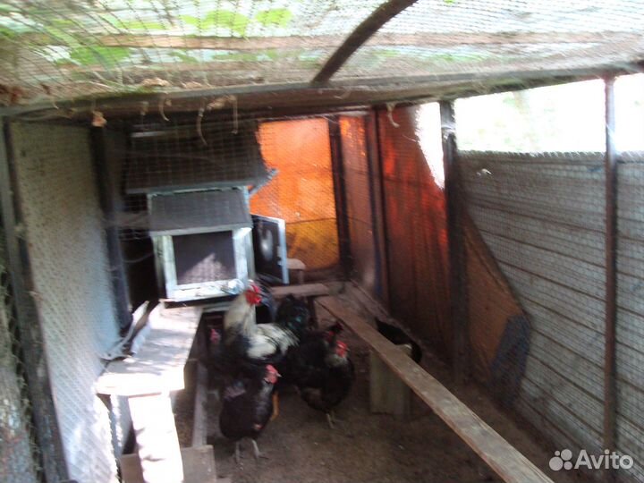 Инкубационное яйцо юрловских голосистых