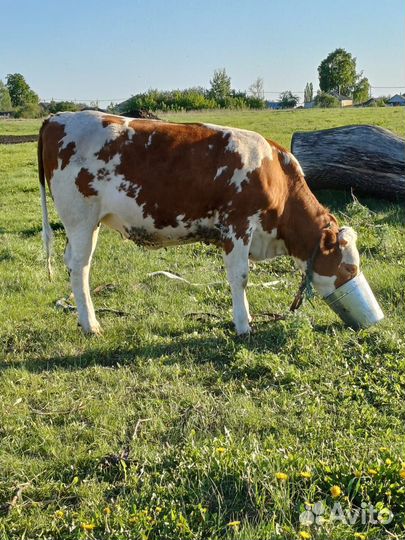 Корова высокоудойная