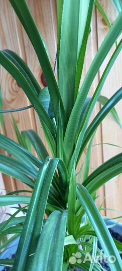 Панданус винтовая Пальма