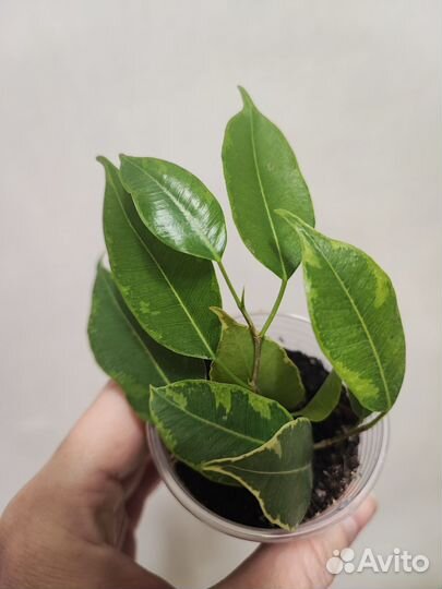 Фикусы сортовые часть 1