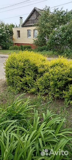 Бирючина желтая