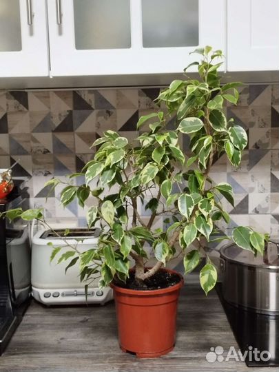 Фикус Бенджамина вариегатный, Шеффлера вариегатная