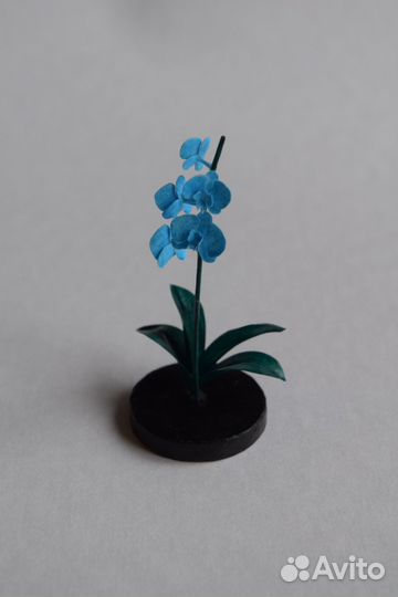 Орхидея голубая