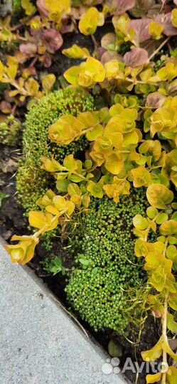 Вербейник монетчатый Голдилокс