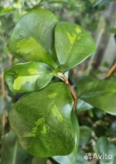 Фикус Треугольный Кокетка (Триангулярис)