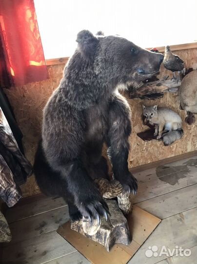 Коллекция Чучел