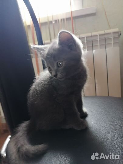 Котик ищет дом