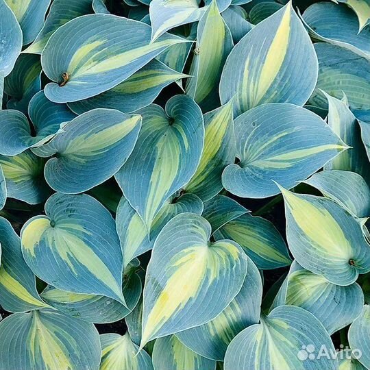 Хоста растение