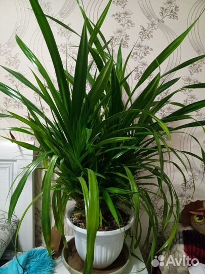 Комнатные цветы