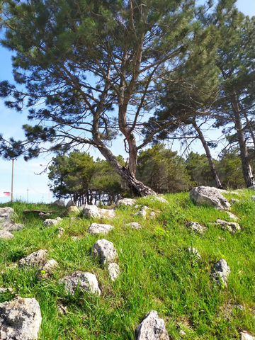 Участок 6 сот. (СНТ, ДНП)