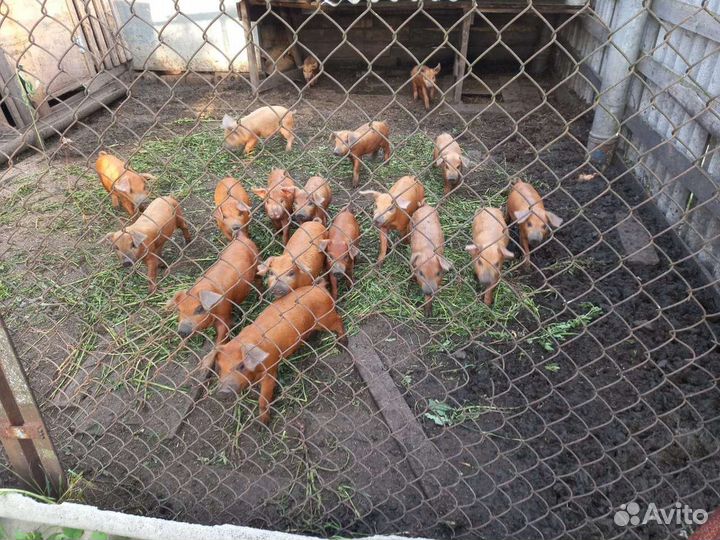 Поросята дюрок