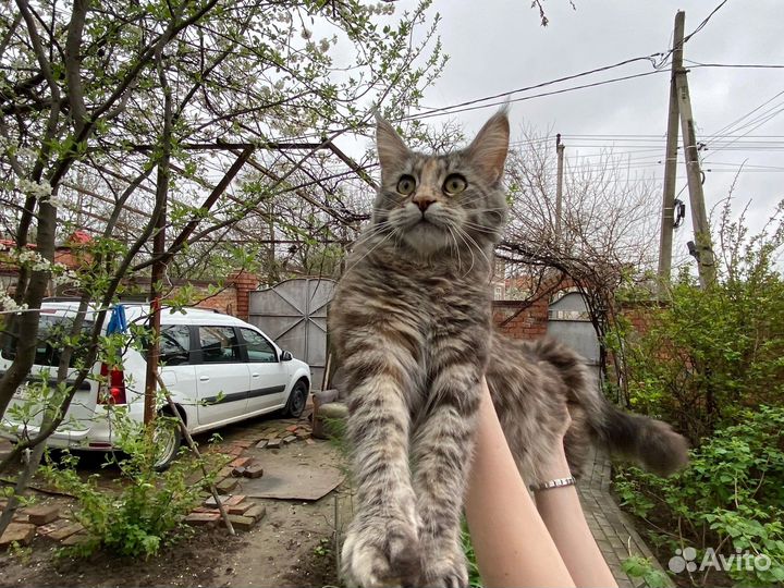 Кошки мейн-кун