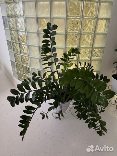 Замиокулькас долларовое дерево