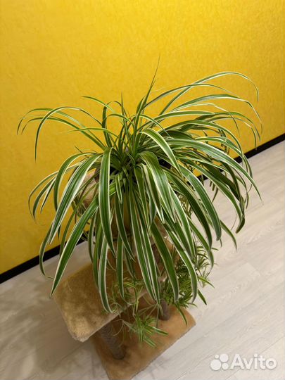 Комнатные цветы хлорофитум Капский