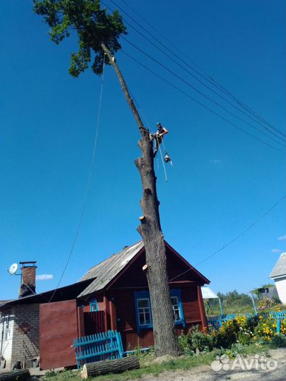 Спиливание деревьев