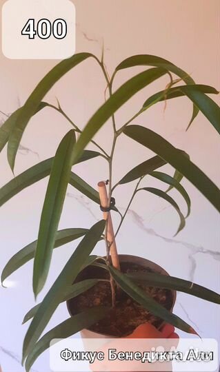 Комнатные растения