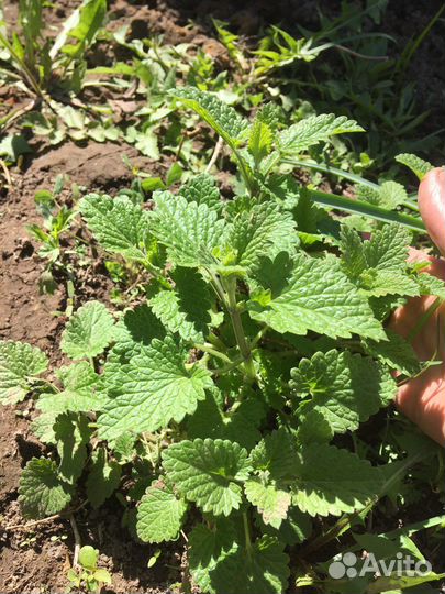 Мята и мелиса