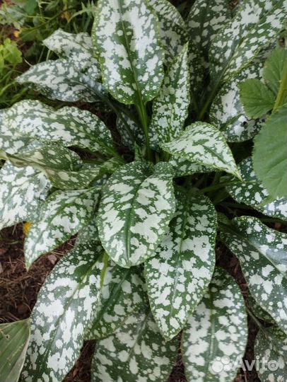 Медуница сахарная пятнистая