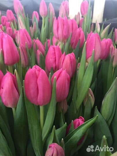 Тюльпаны оптом к 8 марта