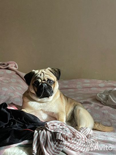 Вязка мопса