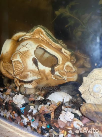 Сомики анциструсы