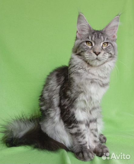 Кошка мейн-кун