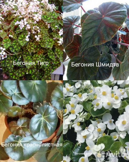 Комнатные много