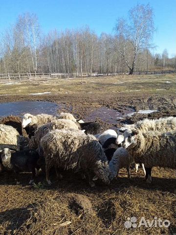 Овцы и ягнята оптом