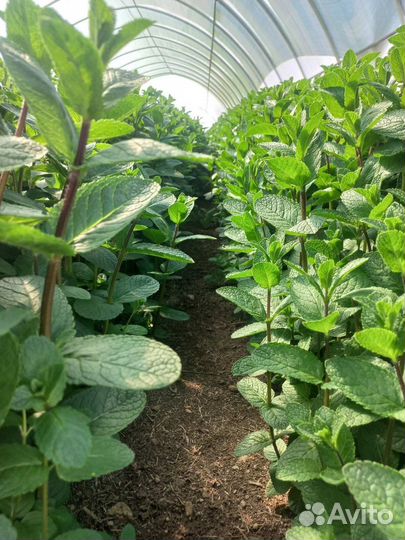 Мята свежая