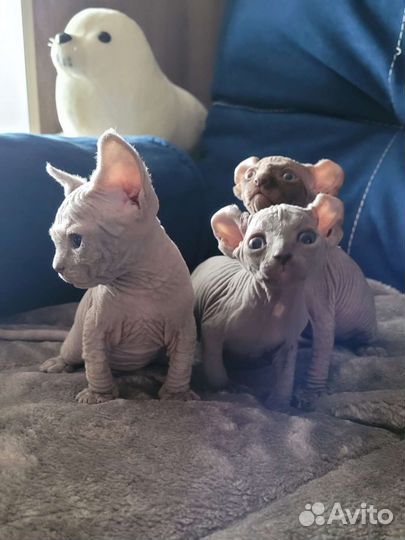 Сфинксы Эльфики