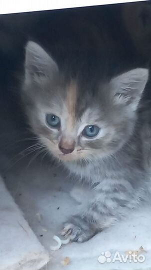 Красивые котята