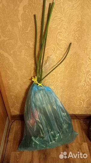 Тюльпаны+корзинка+виноград +лоза