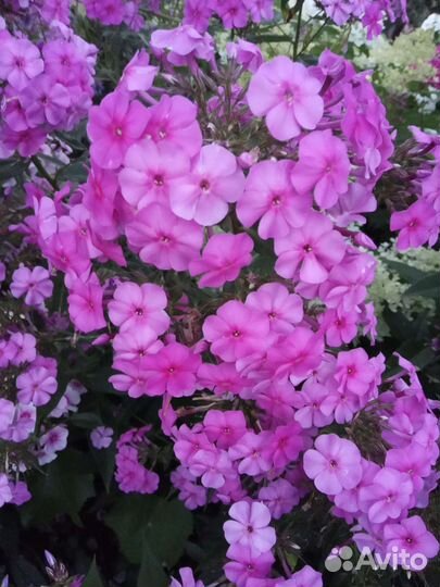 Цветы флоксы