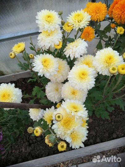 Хризантемы и герани, букеты