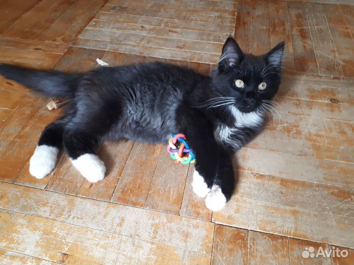 Котёнок мальчик 5-6 мес